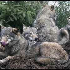 Схема вышивки «волки»