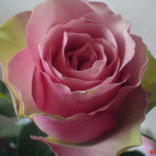 Схема вышивки «Роза»