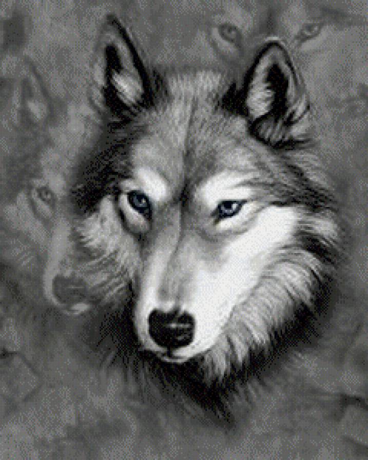 волки - волк, животное, природа - предпросмотр