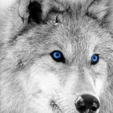 Схема вышивки «волки»