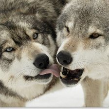 Схема вышивки «волки»