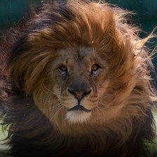 Схема вышивки «Дикикй король»