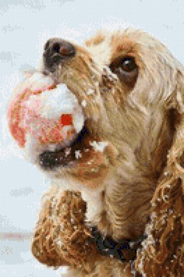 Давай еще поиграем!!!! - собака, снег, игра, животные, зима - предпросмотр