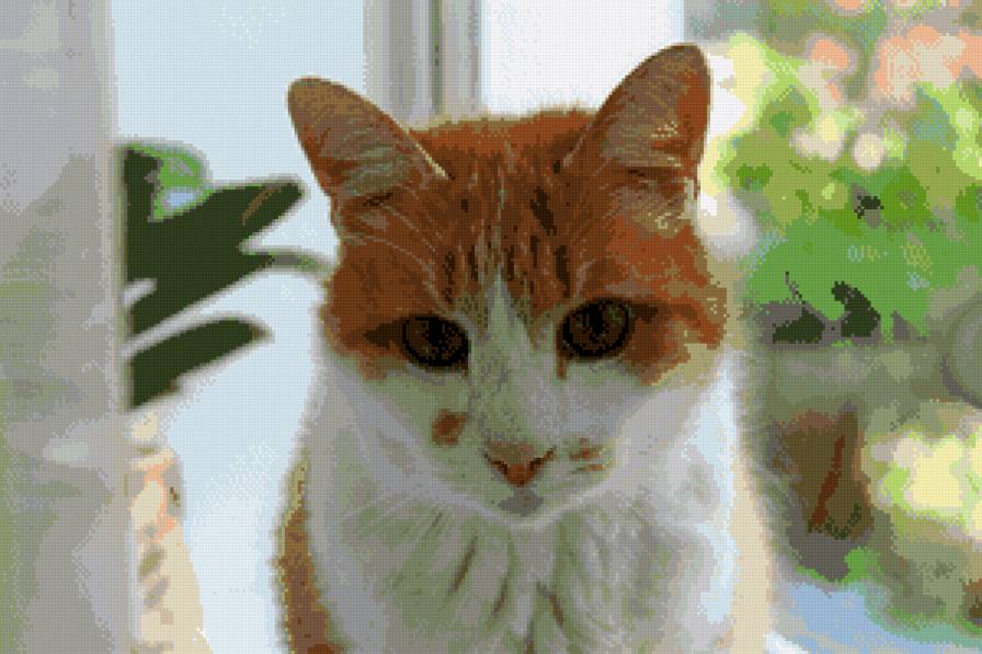 cat - предпросмотр