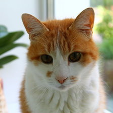 Схема вышивки «cat»