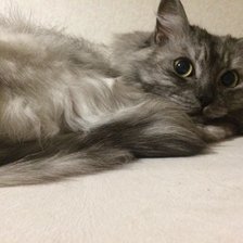 Схема вышивки «Киса Капелька»