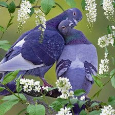 Схема вышивки «Гуля»