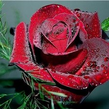 Схема вышивки «Роза»