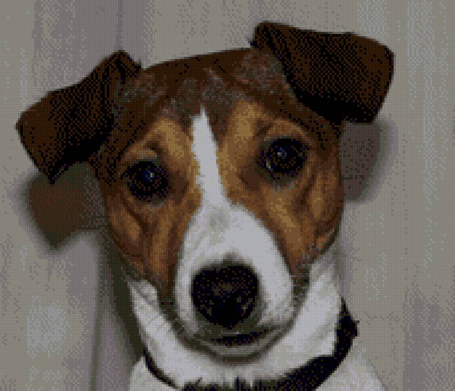 Чача - джек рассел - предпросмотр