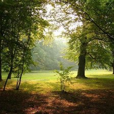 Схема вышивки «роща»