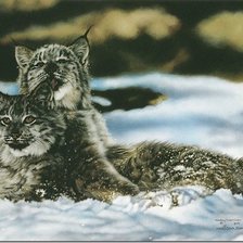 Схема вышивки «рыси»