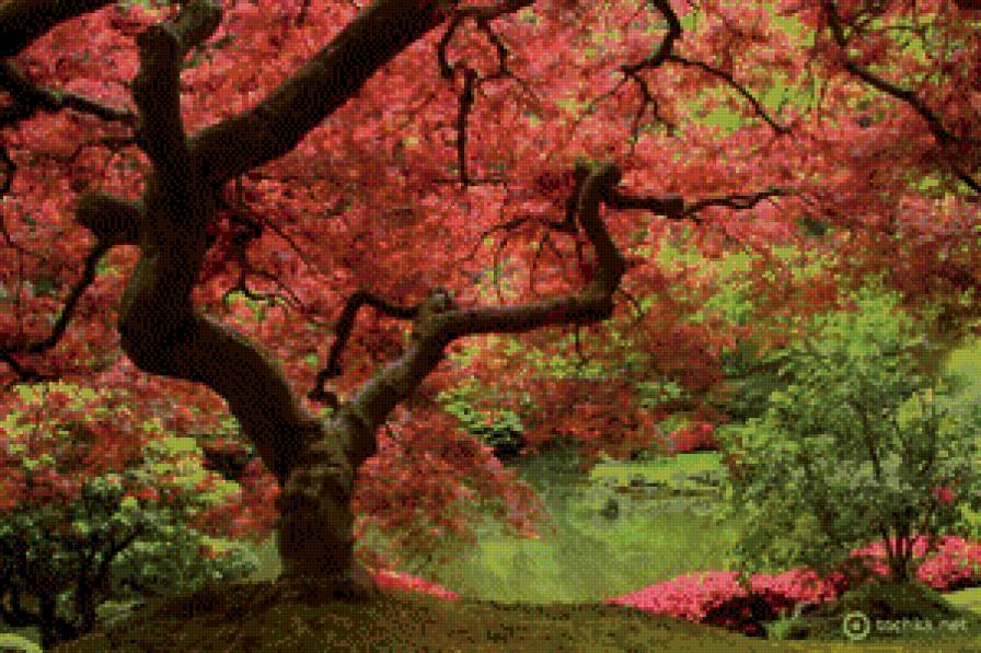 красное дерево - предпросмотр