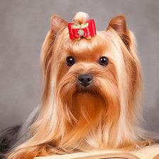 Схема вышивки «йорк»