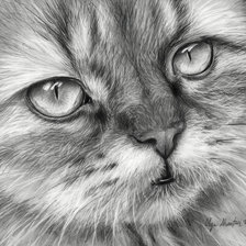 Схема вышивки «морда кота»