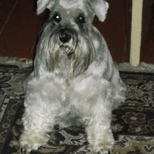 Схема вышивки «Собачка»