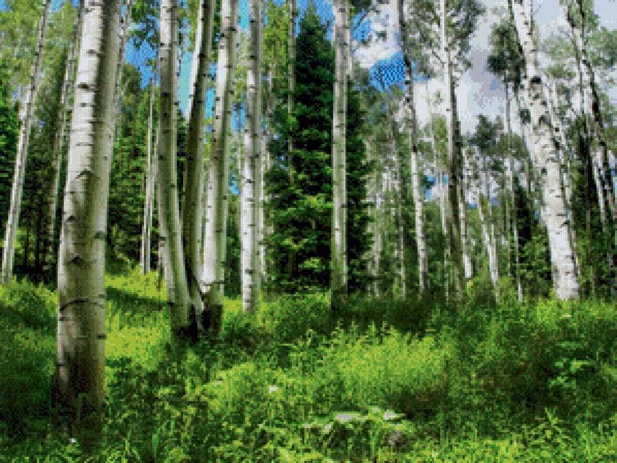 Березовая роща - деревья, лето, картина, пейзаж - предпросмотр