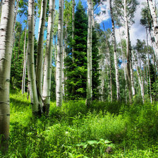 Березовая роща