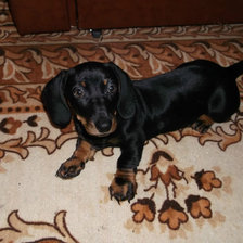 Схема вышивки «Мой таксик»