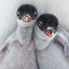 Схема вышивки «пингвины»