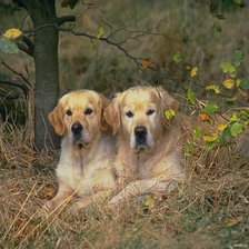 Схема вышивки «лабрадоры»