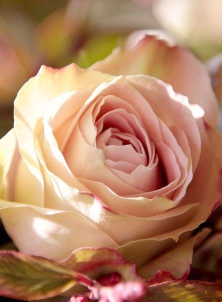 №809140 - розы, цветы - оригинал