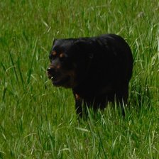 Схема вышивки «Память о Гере»