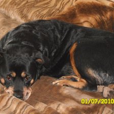 Схема вышивки «Память о Герке»