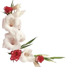 Схема вышивки «cenefa gladiolos y rosas»