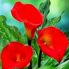 Схема вышивки «Красные Каллы»