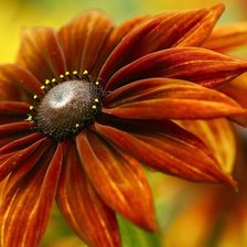 Схема вышивки «цветы»