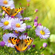 Схема вышивки «цветы»