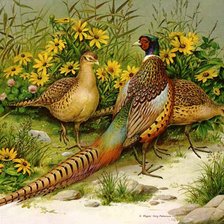 Схема вышивки «faisanes»