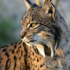 Схема вышивки «рысь»