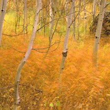 Схема вышивки «осень»