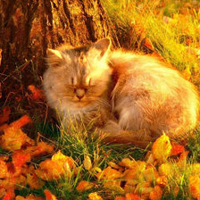 Схема вышивки «осенний котэ»