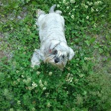 Схема вышивки «Кася»