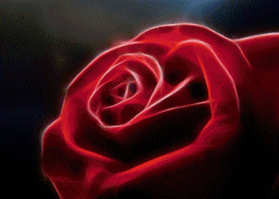 роза - цветок, розы, цветы, роза - предпросмотр