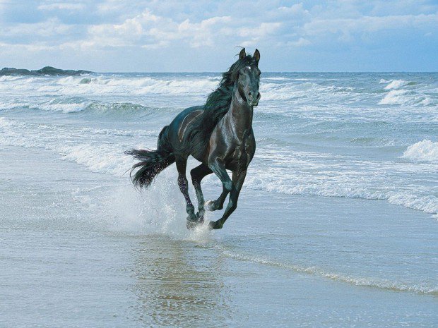 конь - животное - оригинал