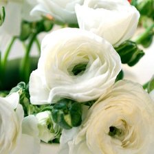 Схема вышивки «Белые розы»