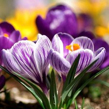 Схема вышивки «Крокусы»