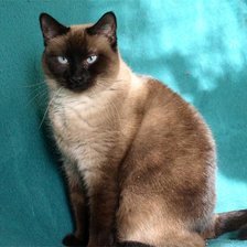 Схема вышивки «сиамская кошка»