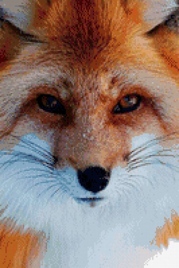 №810527 - звери, лиса, животные - предпросмотр