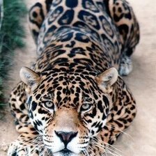 Схема вышивки «№810622»