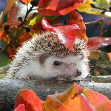 Схема вышивки «Осенний гость»