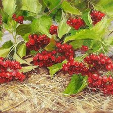 Схема вышивки «Червона калина»