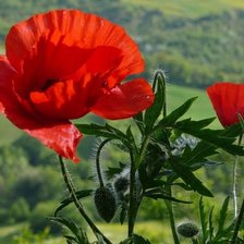 Схема вышивки «Українські маки»