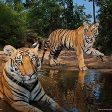 Схема вышивки «Тигры»