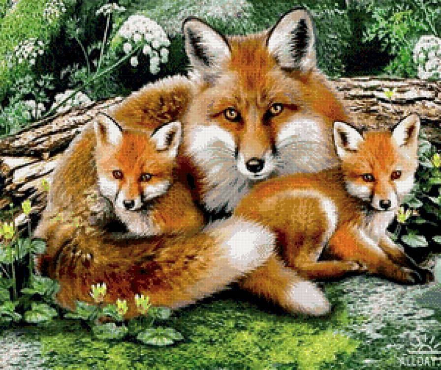 Лисья семейка - лисята, животные, лисица - предпросмотр