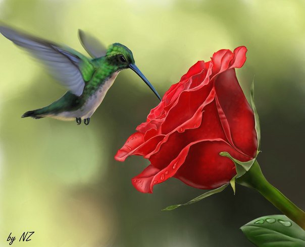 Роза - природа, цветы, роза, птицы - оригинал