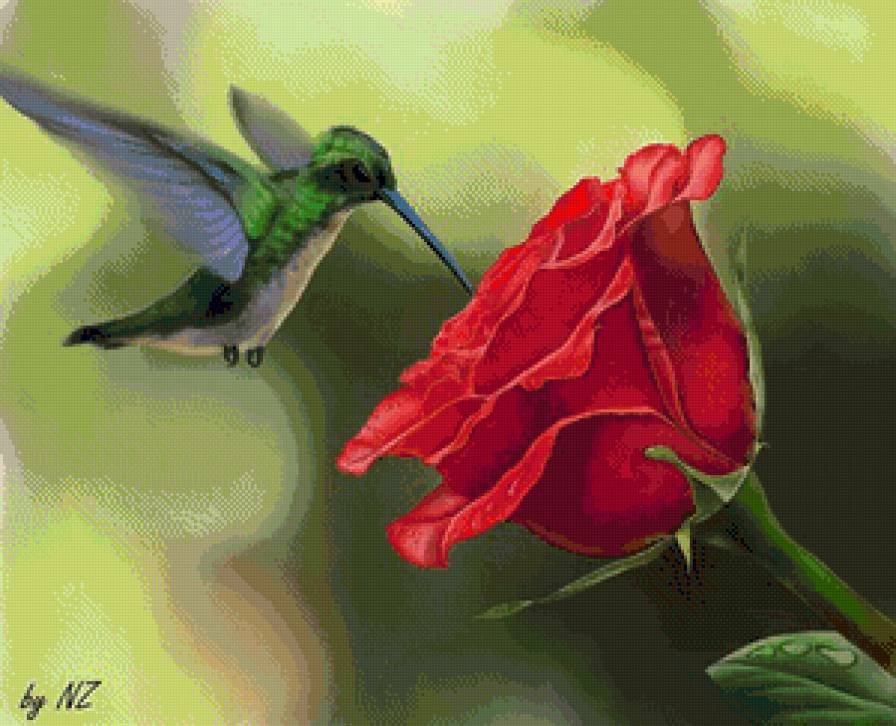 Роза - роза, цветы, птицы, природа - предпросмотр